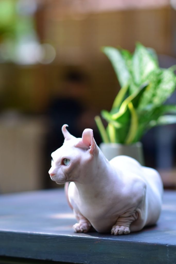 A Sphynx cat sits gracefully on a table beside a plant, highlighting its unique beauty.