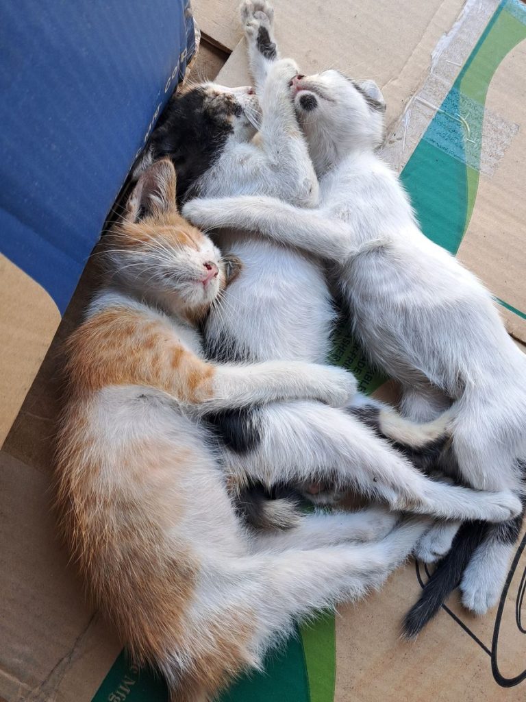 A trio of adorable kittens sleeping cozily on a cardboard surface, conveying warmth and tranquility.