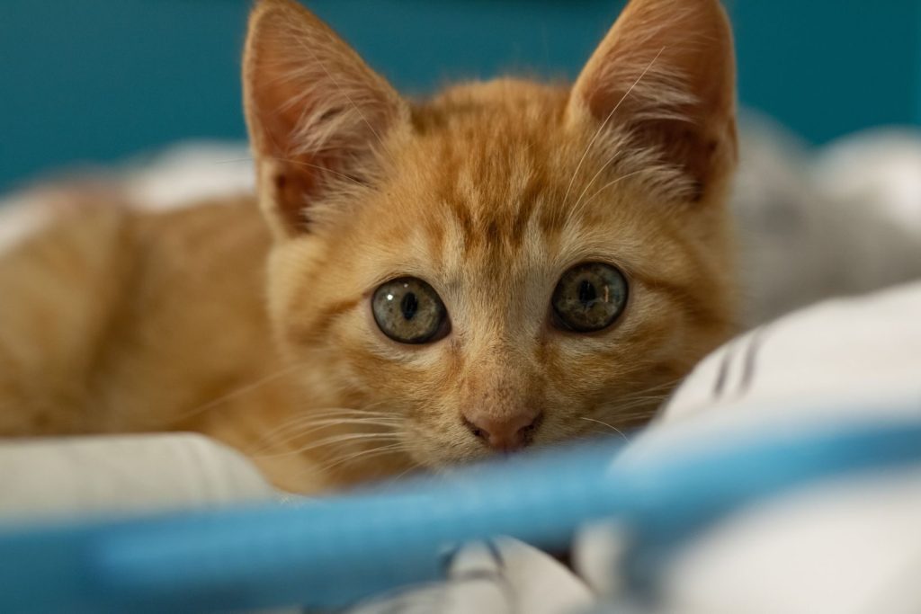 Adorable ginger kitten with large eyes lying on a soft blanket, capturing a moment of curiosity and comfort.