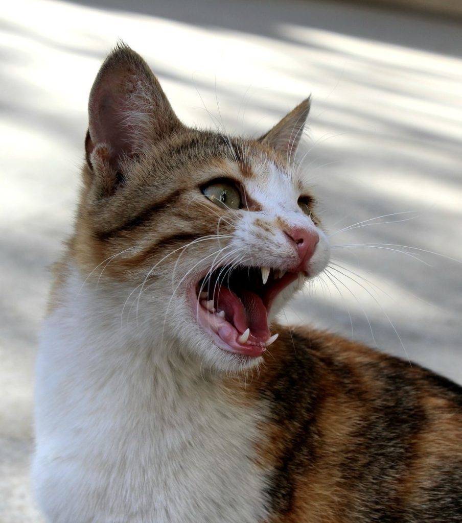 A close-up shot of a vocalizing domestic cat with its mouth open, showing teeth.