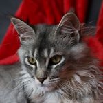 Close-up of a Maine Coon cat with striking fur, relaxing on a vibrant red blanket.