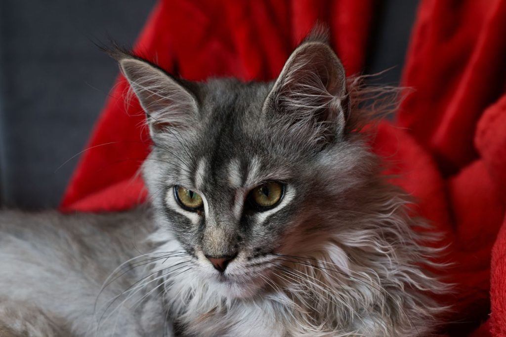 Close-up of a Maine Coon cat with striking fur, relaxing on a vibrant red blanket.