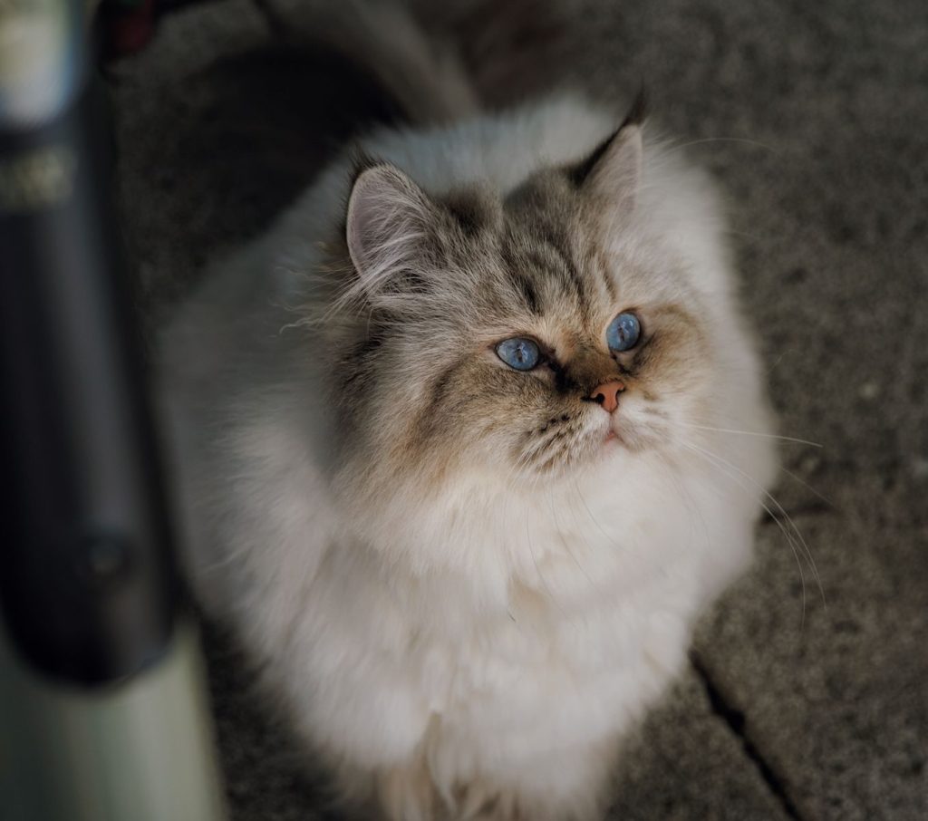Close-up of a fluffy Himalayan cat with blue eyes, sitting outdoors on a sunny day.