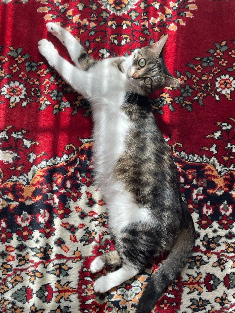 A cat lounging on a vibrant red patterned carpet basking in sunlight.