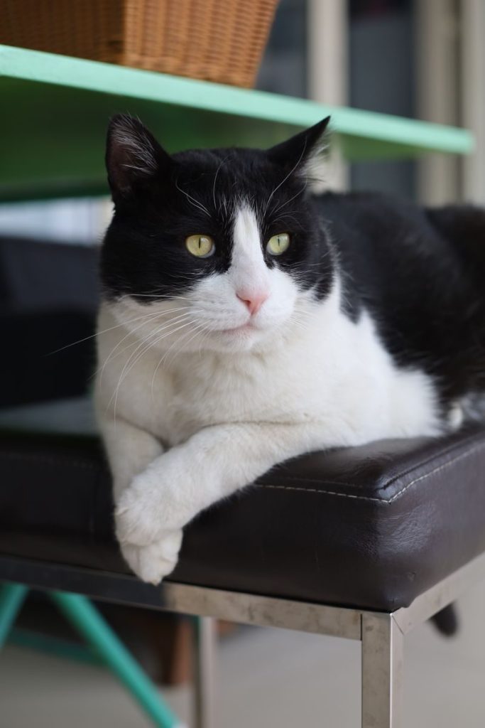 A calm tuxedo cat lounging on a black chair inside a home with a relaxed demeanor.