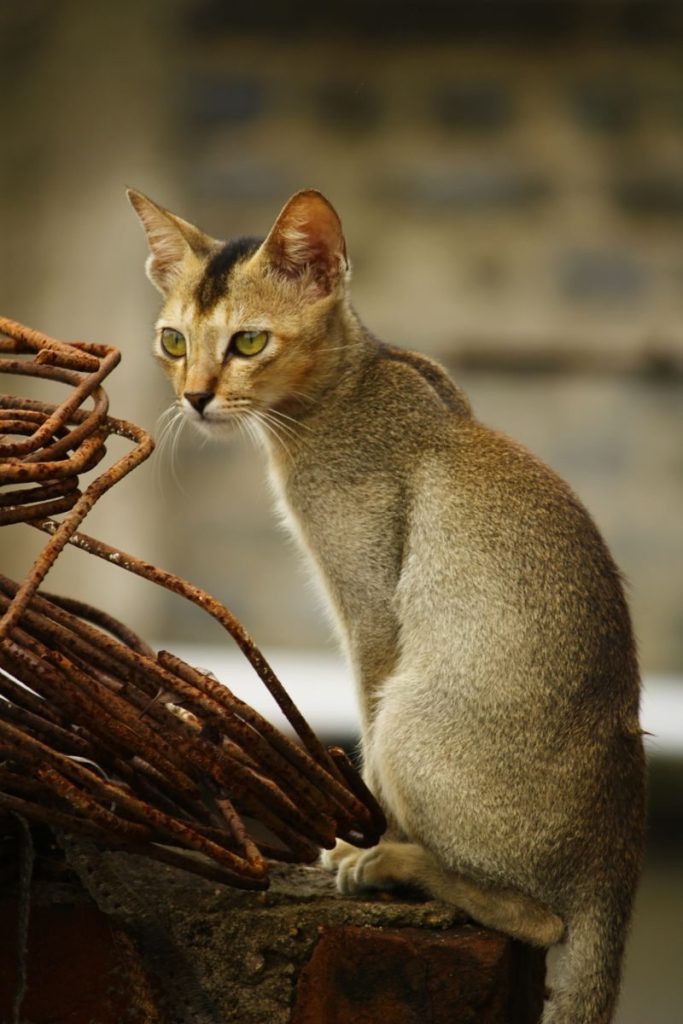 A sleek Abyssinian cat sitting near rusted metal coils outdoors.