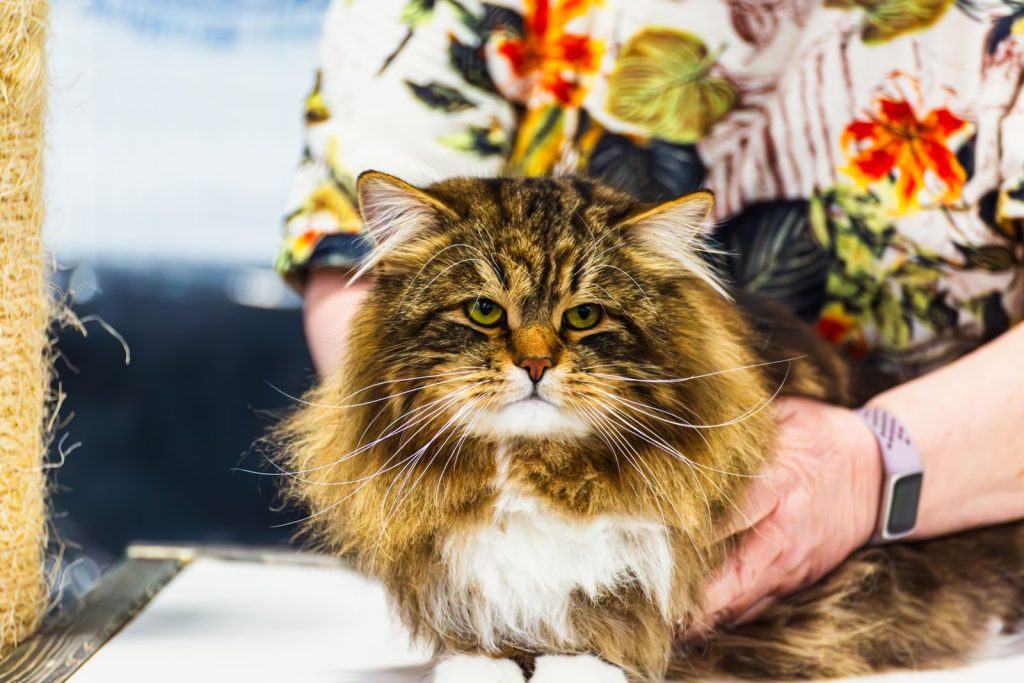 Charming Maine Coon cat being held by handler in vibrant floral shirt, indoors.