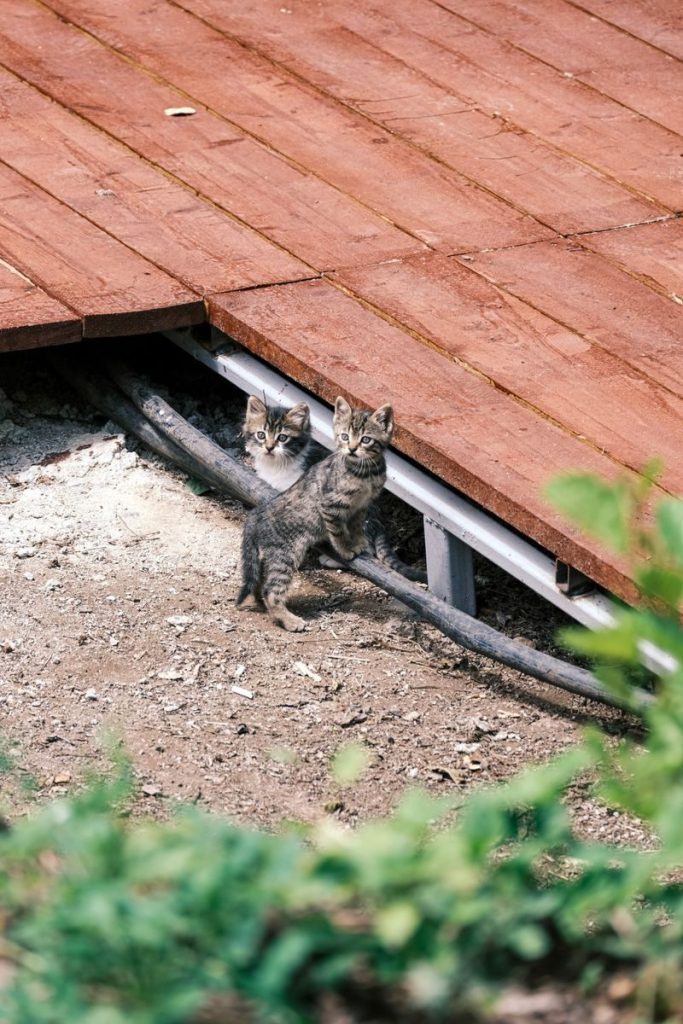 Charming scene of two kittens exploring beneath a wooden deck in daylight.