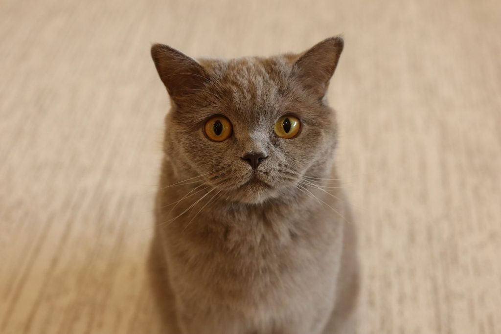 Adorable gray British Shorthair cat with yellow eyes sitting indoors on a beige carpet.