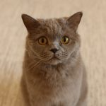 Adorable gray British Shorthair cat with yellow eyes sitting indoors on a beige carpet.