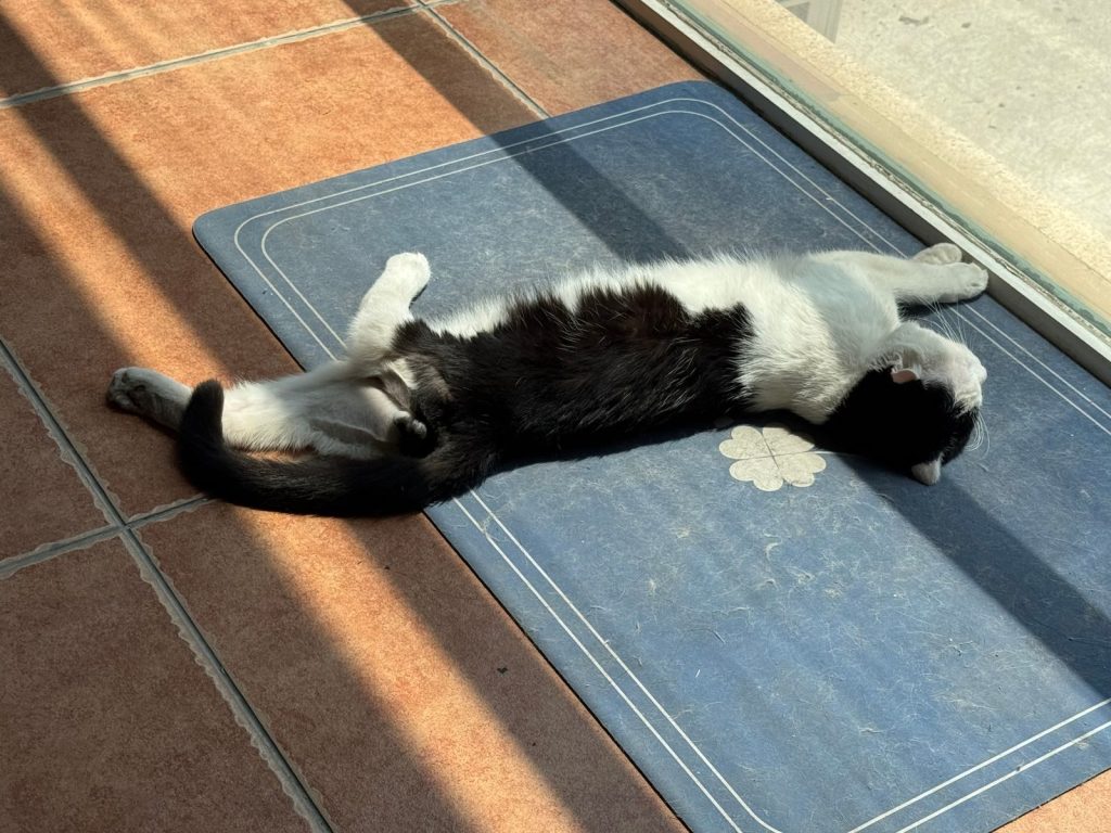 A black and white cat lounges on a blue mat in sunlight streaming through a window.