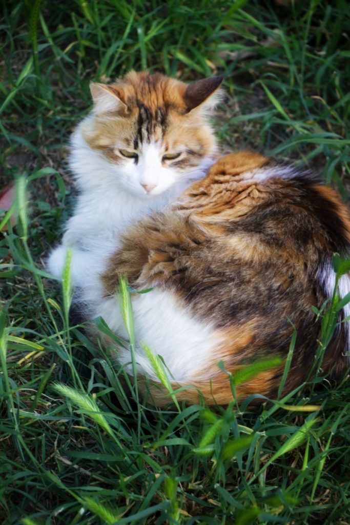 A calico cat with fluffy fur relaxing on green grass outdoors.