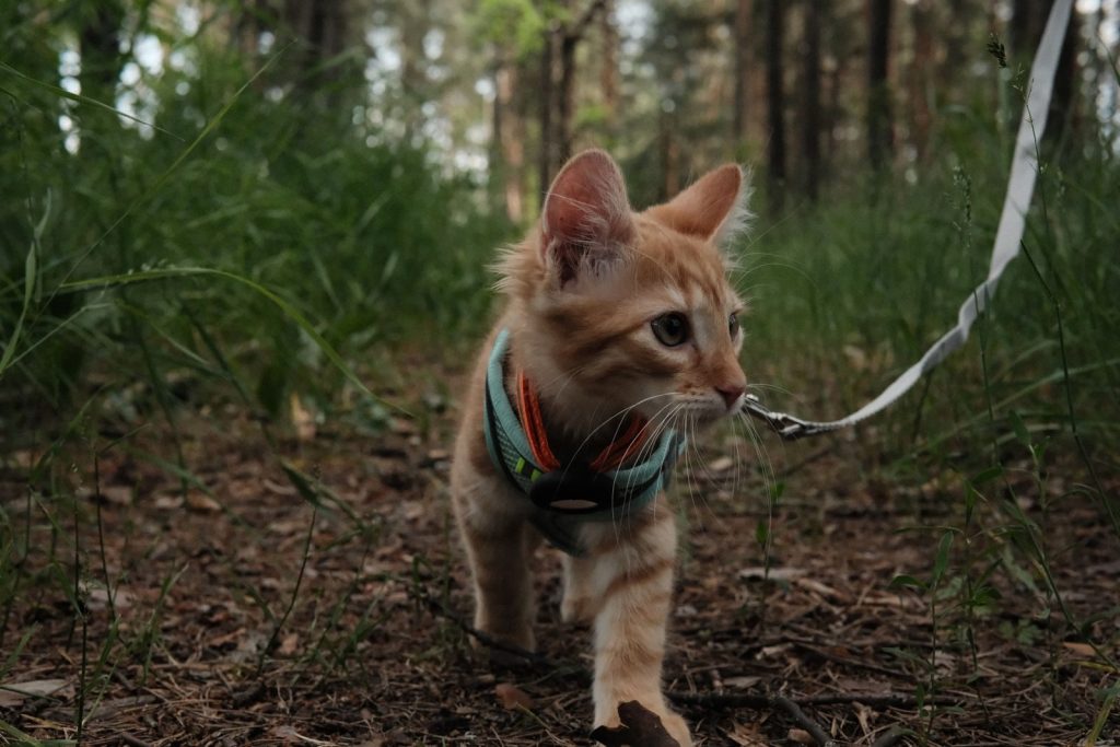 Cute ginger kitten on a leash exploring a lush forest path. Perfect for pet lovers and nature enthusiasts.