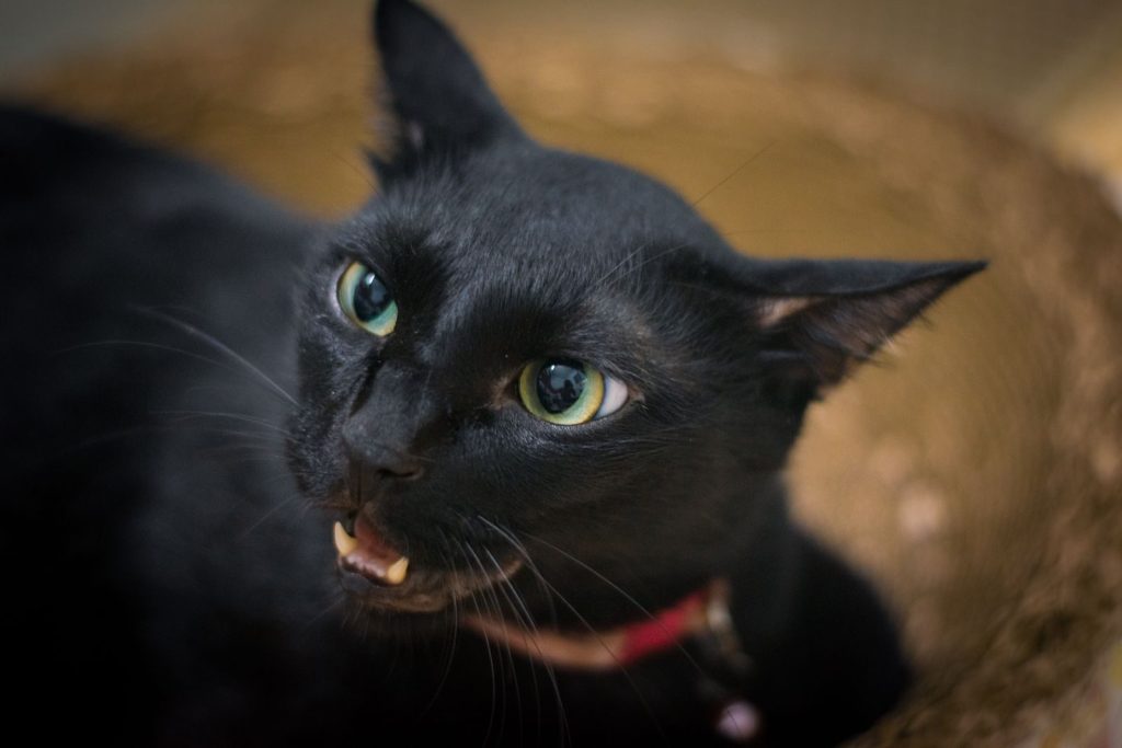 A close-up shot of a black cat with bright green eyes, showcasing its curious expression.