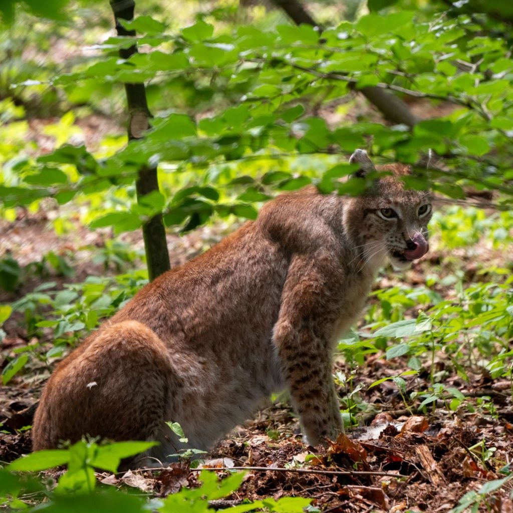 Captivating shot of a European lynx in a lush forest setting, showcasing natural wildlife behavior.