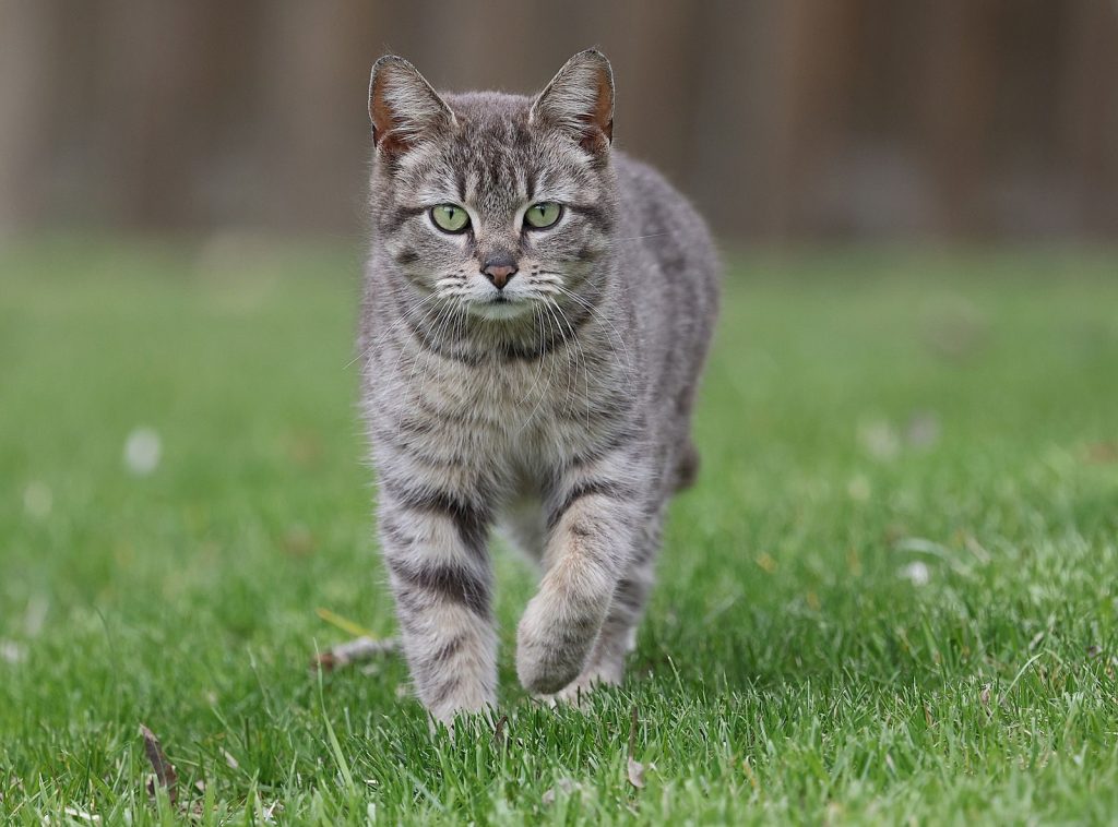 A focused tabby cat stalking in a green lawn, showcasing its hunting instincts.