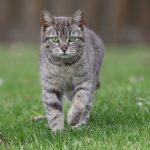 A focused tabby cat stalking in a green lawn, showcasing its hunting instincts.