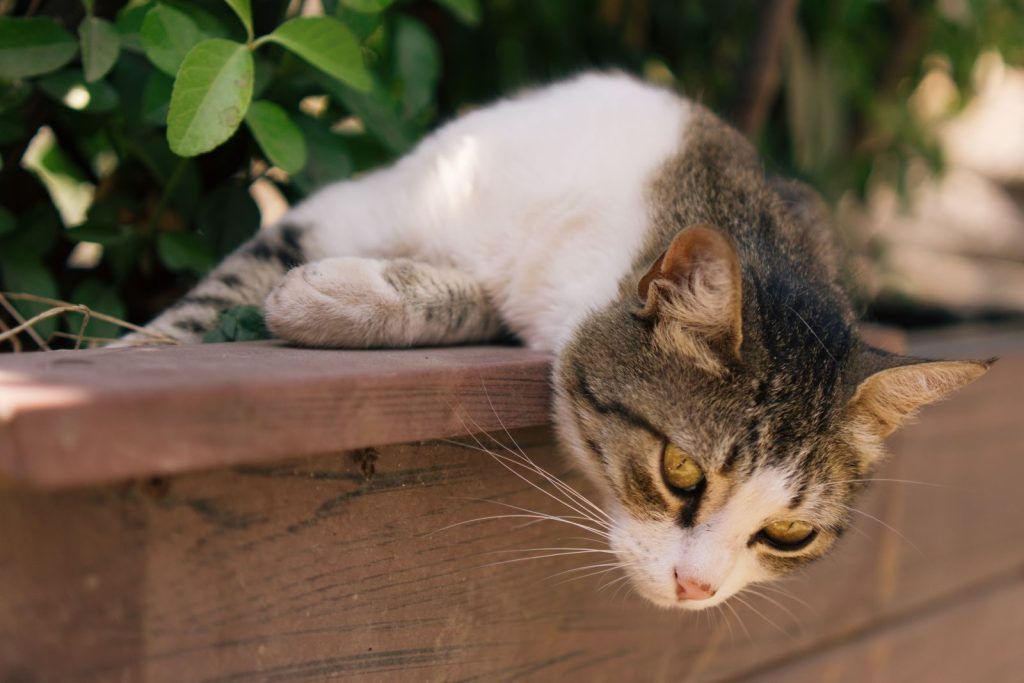 A serene cat lounging on a wooden surface with greenery in the background.