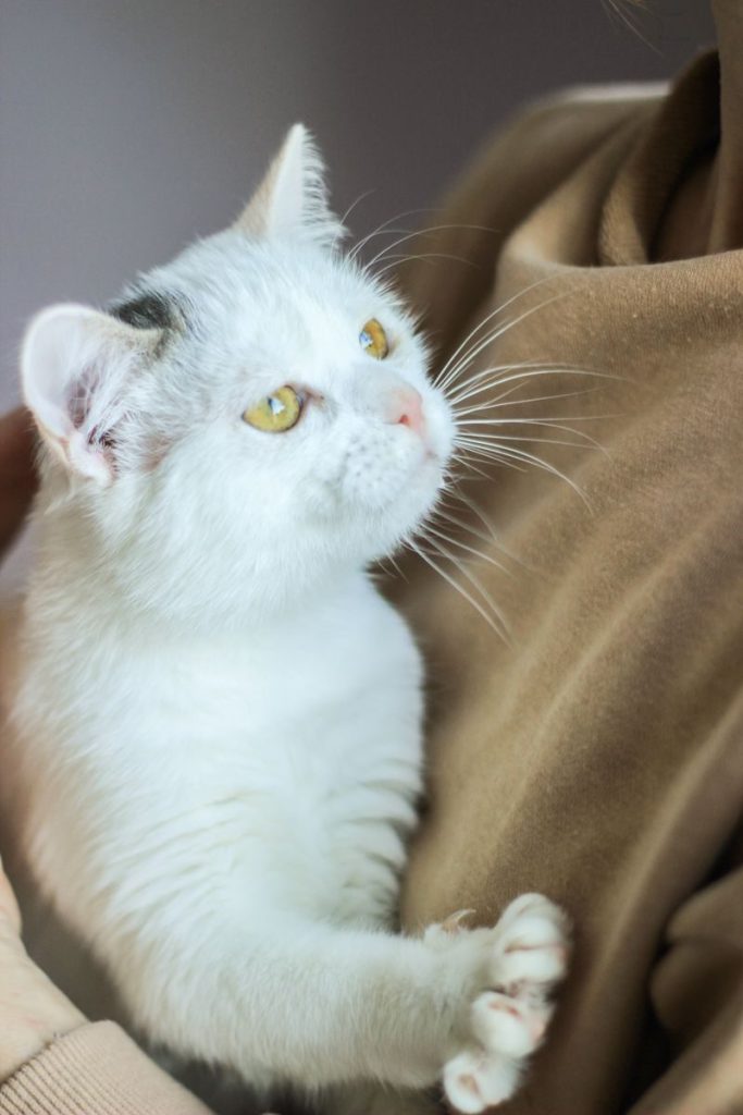 Close-up of a white cat with yellow eyes cuddling in someone's arms, displaying warmth and affection.