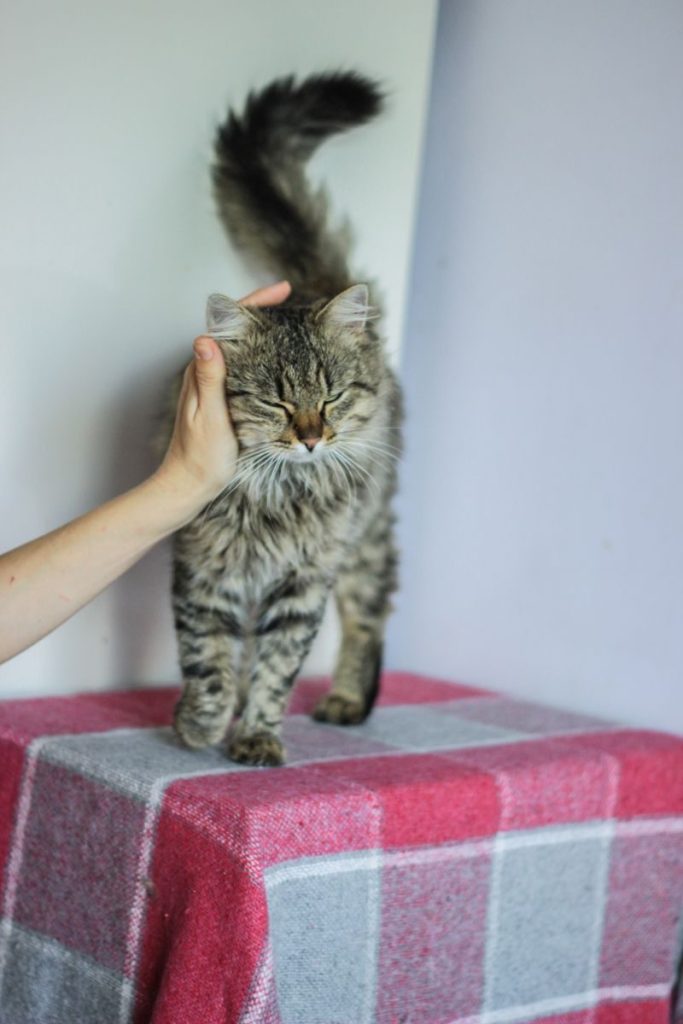 Adorable tabby cat being petted on its head while sitting on a colorful blanket indoors.