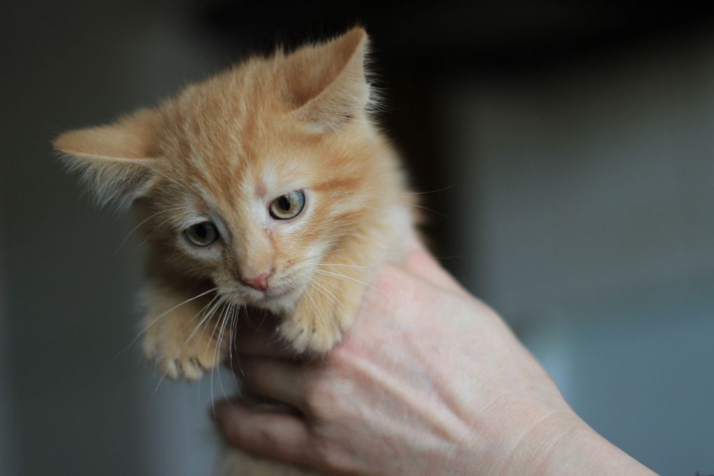 A cute ginger kitten being held gently indoors, exuding warmth and affection.