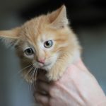 Cute ginger kitten gently held in a hand, showcasing its soft fur and curious eyes.