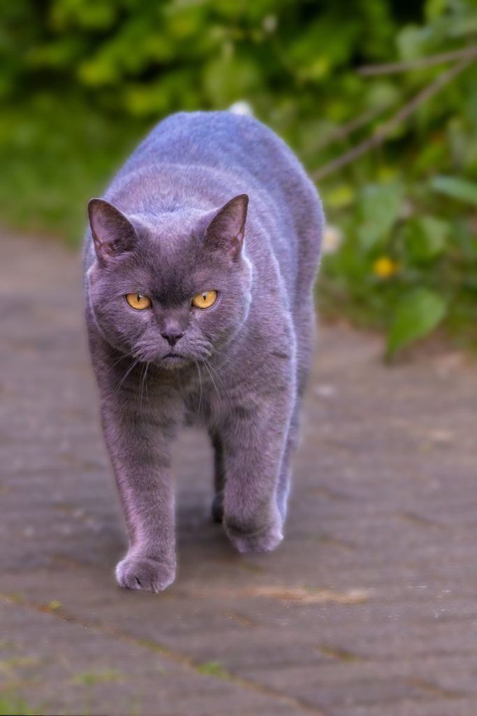 Close-up of a grey cat with yellow eyes walking on a path.