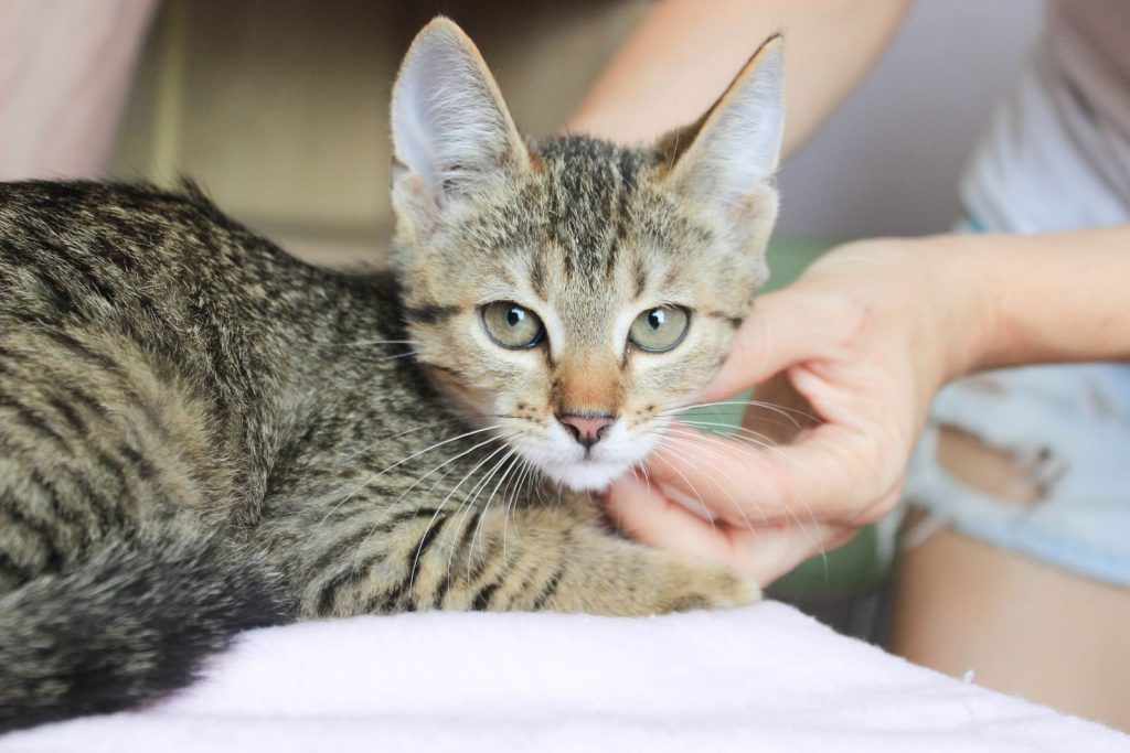 Cute tabby cat being petted gently indoors, showcasing a warm and cozy atmosphere.