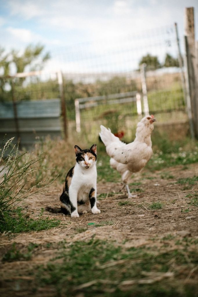 A cat and hen share a peaceful moment in a sunny farm setting in Spain.