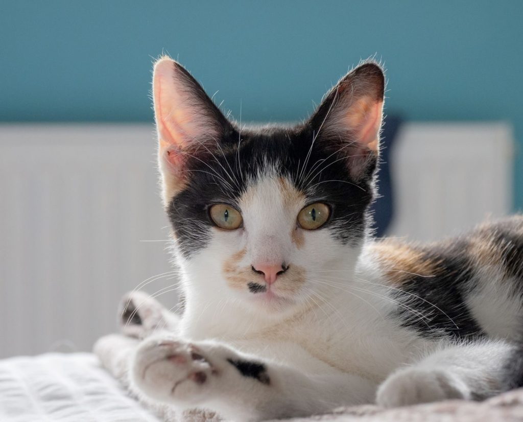 A calico cat leisurely resting indoors, basking in natural light.