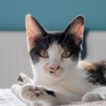 A calico cat leisurely resting indoors, basking in natural light.
