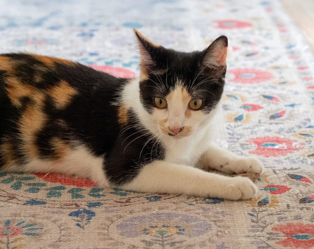 Charming calico cat lounging on a vibrant patterned rug, exuding warmth and coziness.