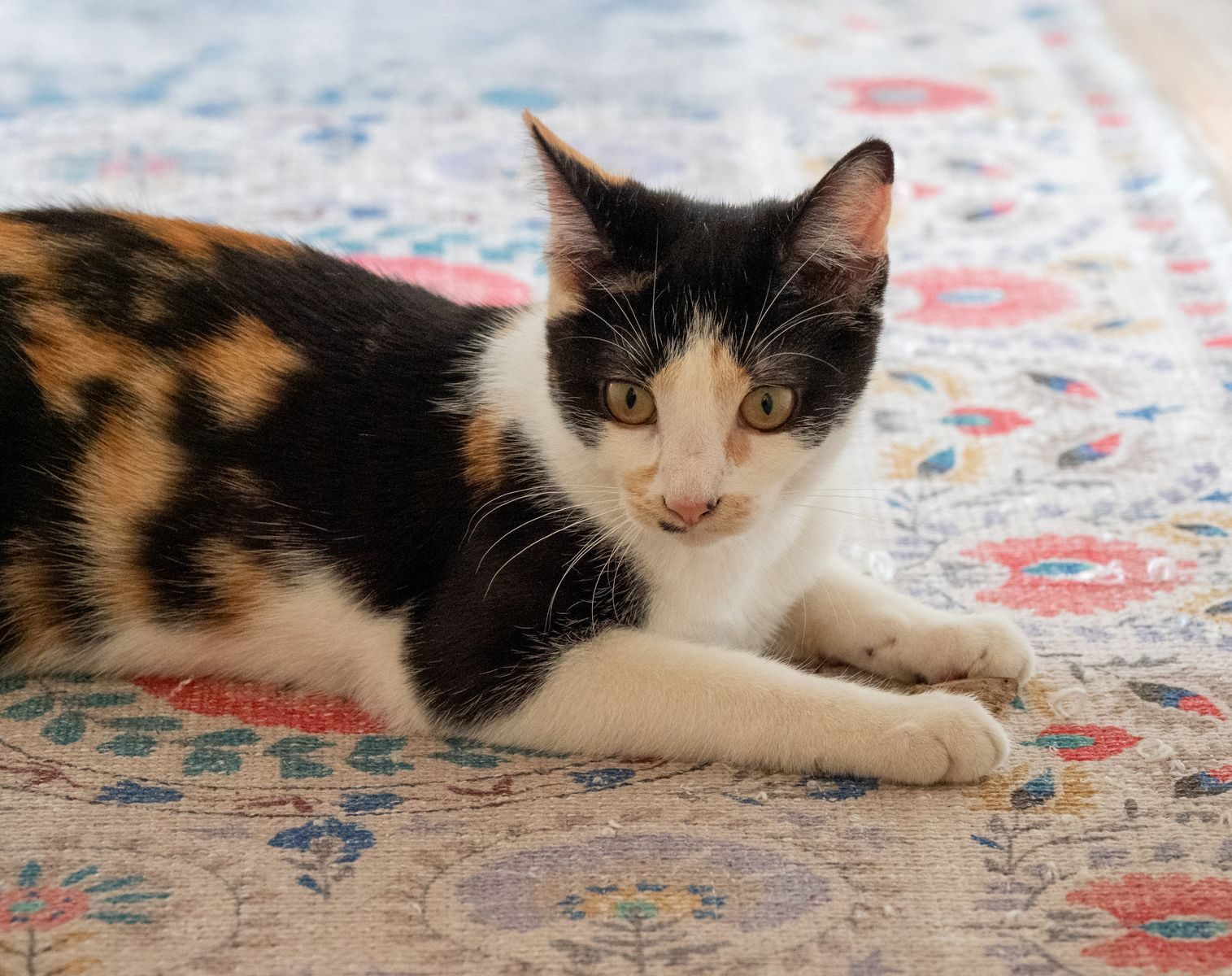 Charming calico cat lounging on a vibrant patterned rug, exuding warmth and coziness.