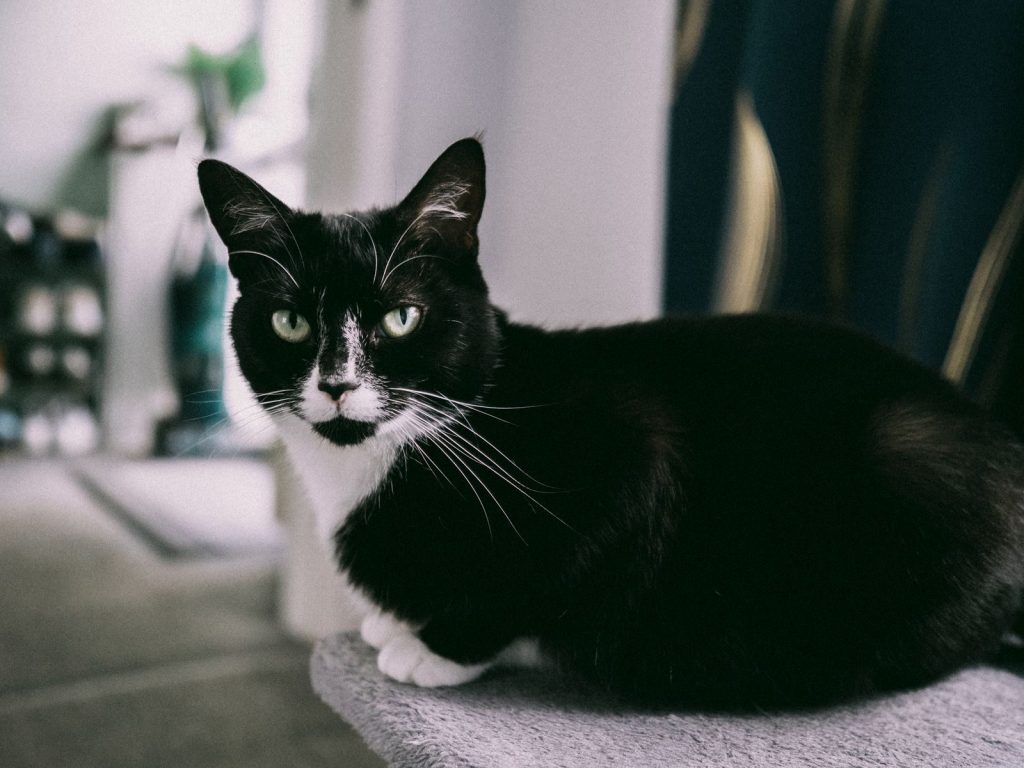 A black and white domestic cat rests indoors on a soft surface.