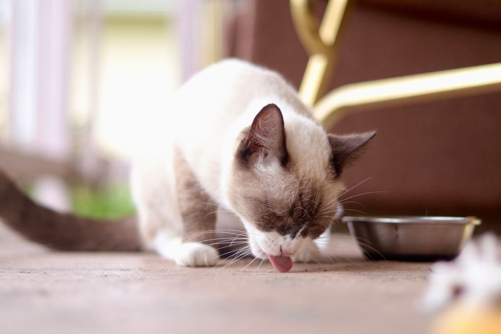 Cute Siamese cat licking the floor near a food bowl on a patio, captured in bright daylight.