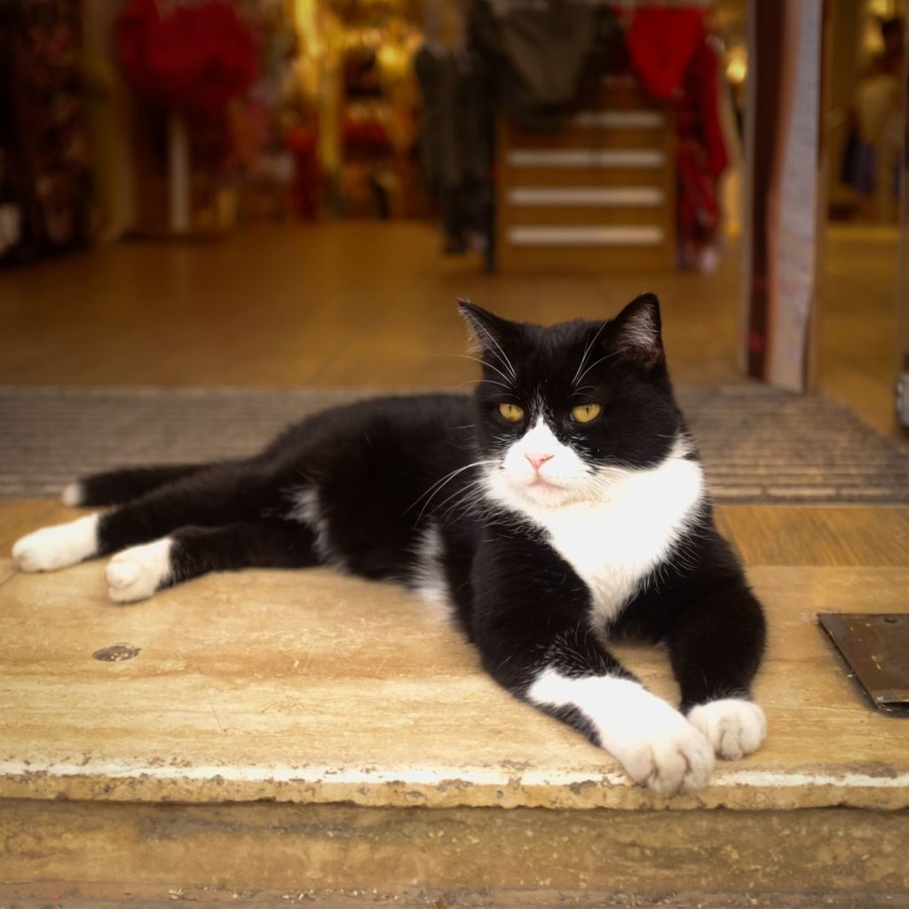 A black and white tuxedo cat lounging comfortably by a shop entrance, radiating calmness.