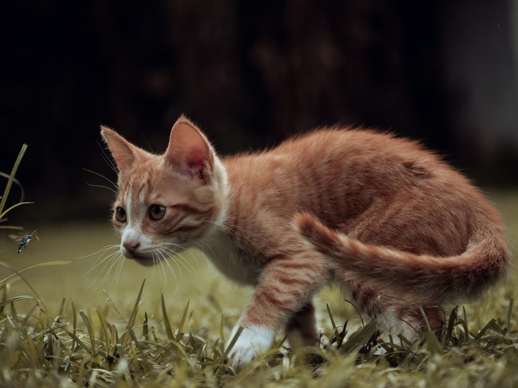 An adorable ginger kitten crouches in grass, focused on a small flying insect.