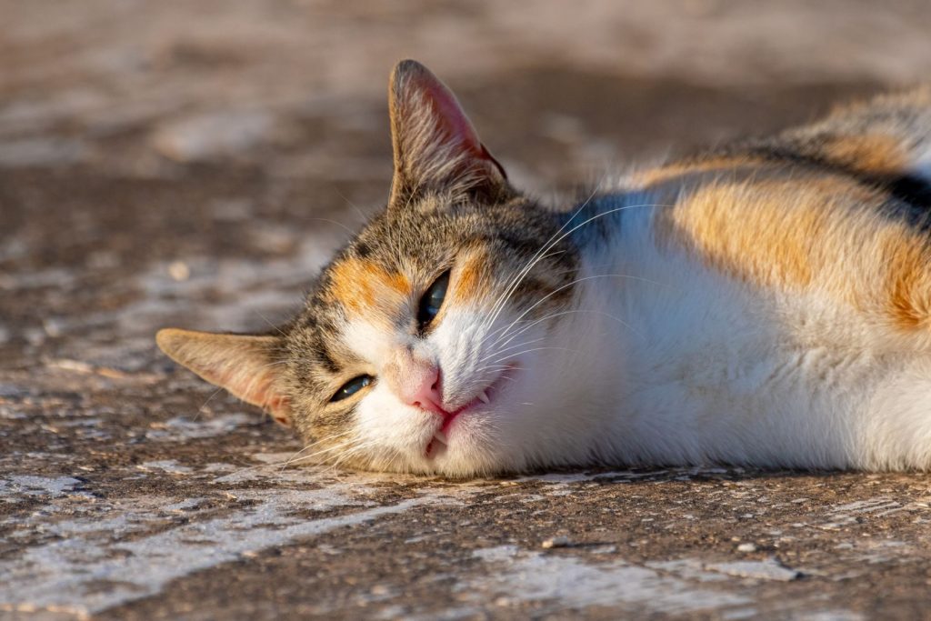 Close-up of a peaceful calico cat resting on a sunlit pavement outdoors.