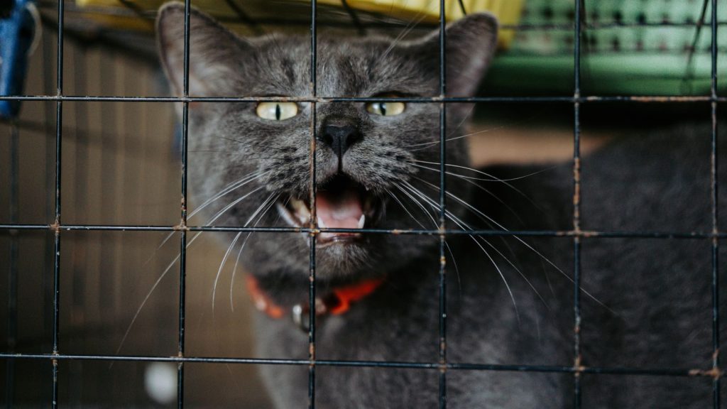 Gray cat meowing from inside a wire cage, wearing a red collar.