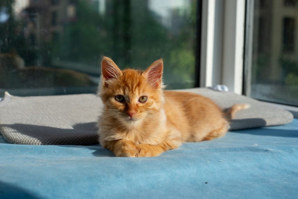 A cute ginger kitten basking in sunlight indoors on a blue mat near a window.