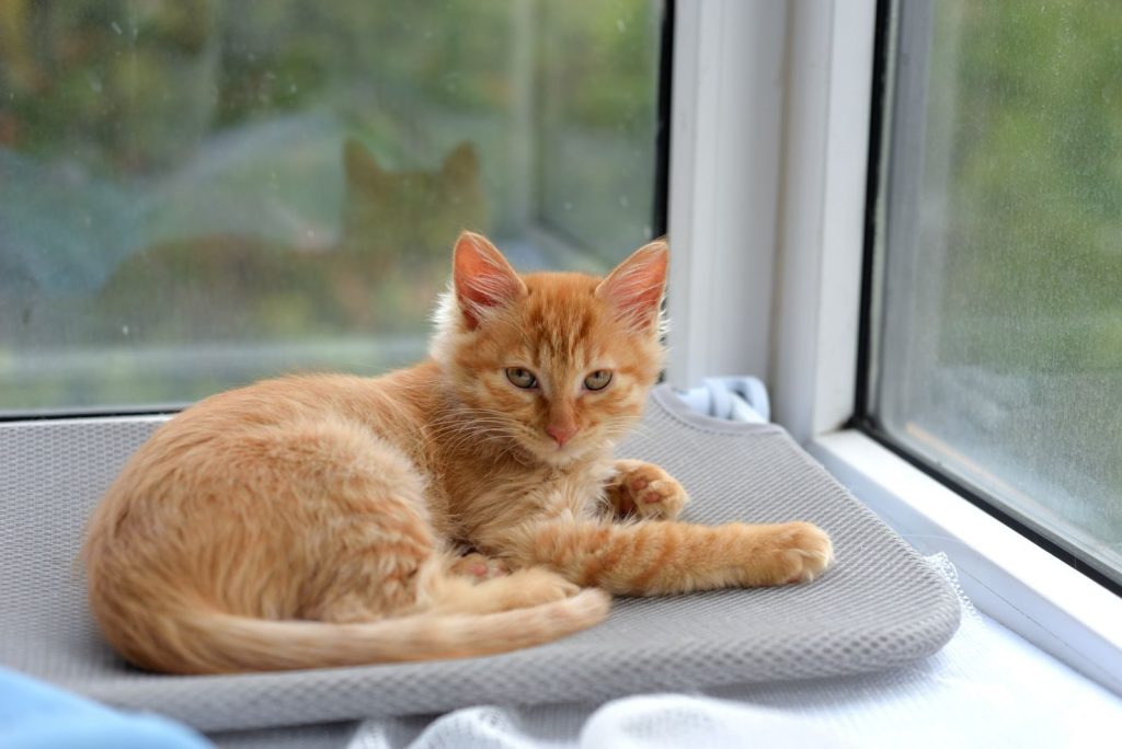 A cute ginger kitten lounging comfortably on a mat by a bright window indoors.
