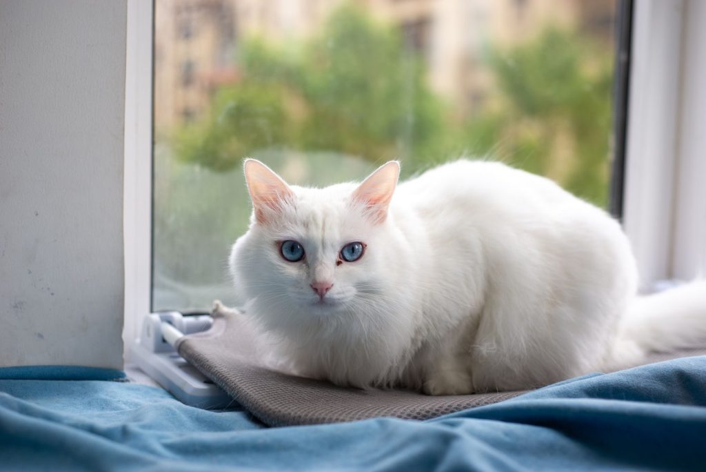 A fluffy white cat with striking blue eyes sits by a window, gazing intensely.