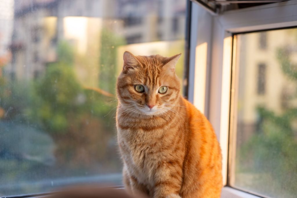 A ginger tabby cat attentively gazing outside by a sunny window.