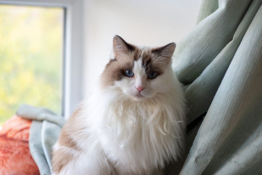 Adorable fluffy Ragdoll cat lounging on a windowsill indoors, showcasing its beautiful fur and blue eyes.