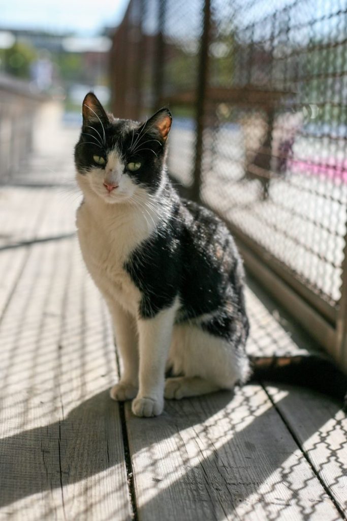 A black and white cat sits on a sunlit wooden pathway outdoors.
