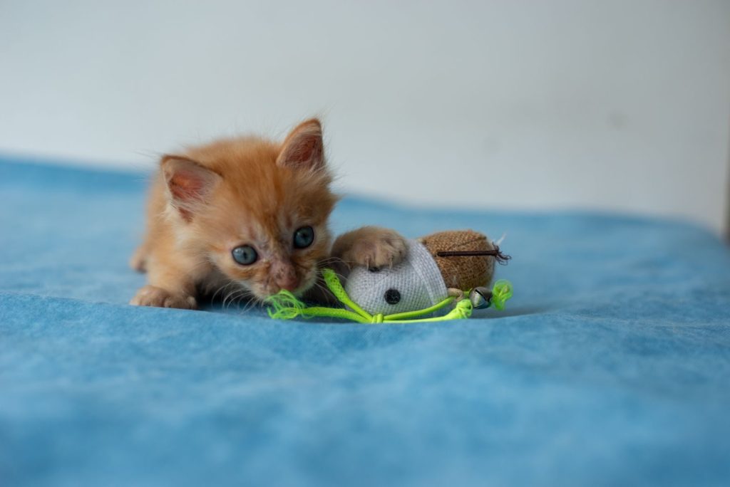Cute orange kitten playing with a stuffed toy mouse on a blue surface, showcasing youthful playfulness.