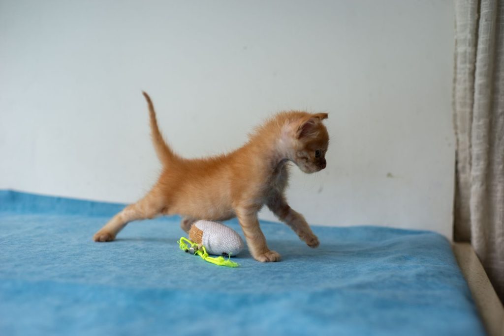 Adorable orange kitten playing with a toy mouse on a blue surface indoors.