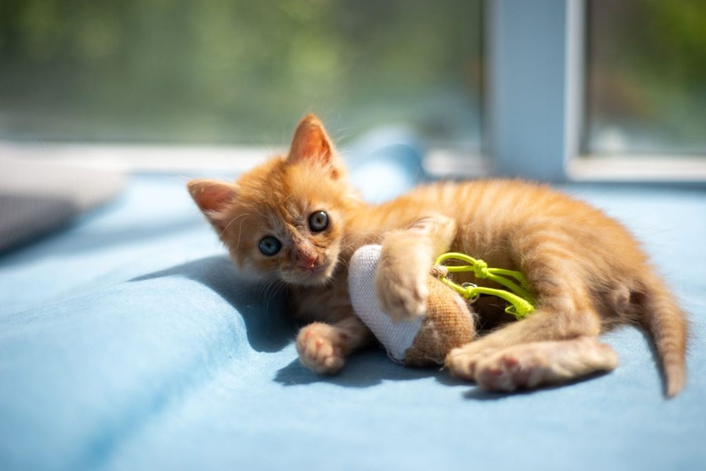Cute ginger kitten playing with a toy on a blue blanket, enjoying the sun indoors.