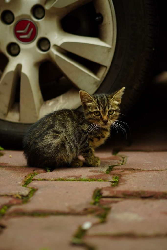 A cute stray kitten sitting beside a car wheel on a cobblestone pavement.