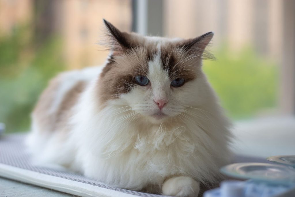 A fluffy Ragdoll cat with blue eyes relaxing indoors on a sunny day.
